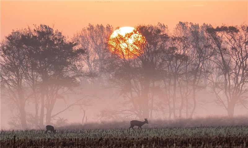 Winterzeit beginnt mit ungewöhnlich milden Temperaturen Rehe stehen im Sonnenaufgang auf einem abgeernteten Maisfeld und fressen.