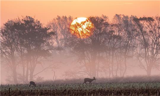 Rehe stehen im Sonnenaufgang auf einem abgeernteten Maisfeld und fressen.