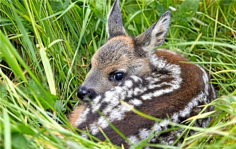 Naturschützer retten Rehkitz vor dem sicheren Tod Rehkitze sind gut versteckt - nur mithilfe von Technik lassen sich die Wildtiere aufspüren. Fotos: Privat