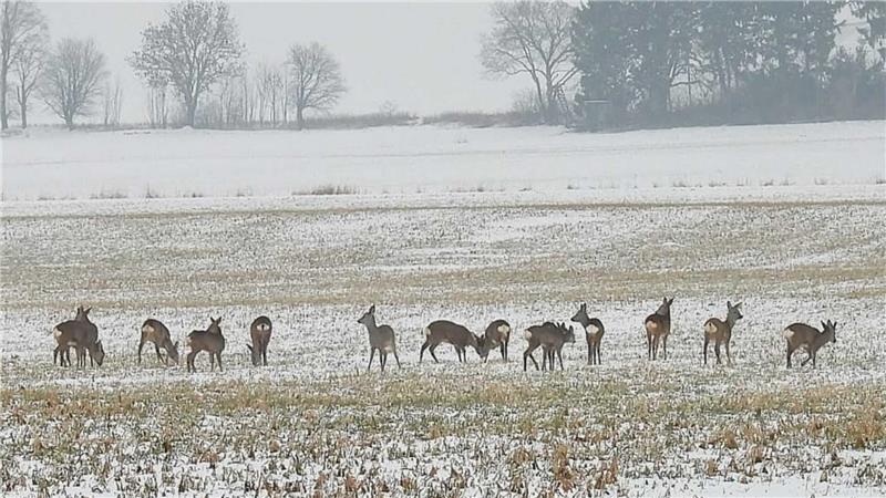Ein Rudel Rehe auf einem Feld bei Hornburg.