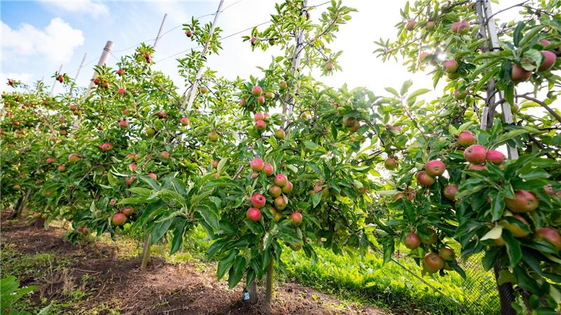 Reichlich Äpfel von heimischen Anbauflächen (Archivbild)