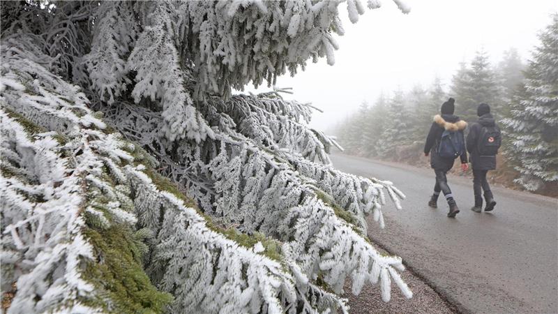 Reifbedeckt sind die Zweige einer Fichte auf dem Brocken.