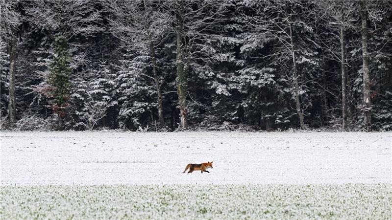 Reineke im Schnee: Ein Fuchs läuft über ein verschneites Feld in der Schweiz.