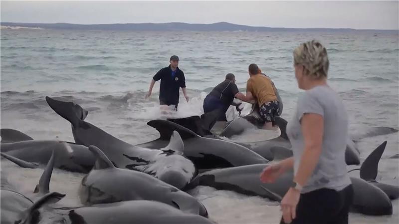 Westaustralien: Mehr als 50 Grindwale verendet Retter versuchen den gestrandeten Walen am Cheynes Beach östlich von Albany zu helfen.
