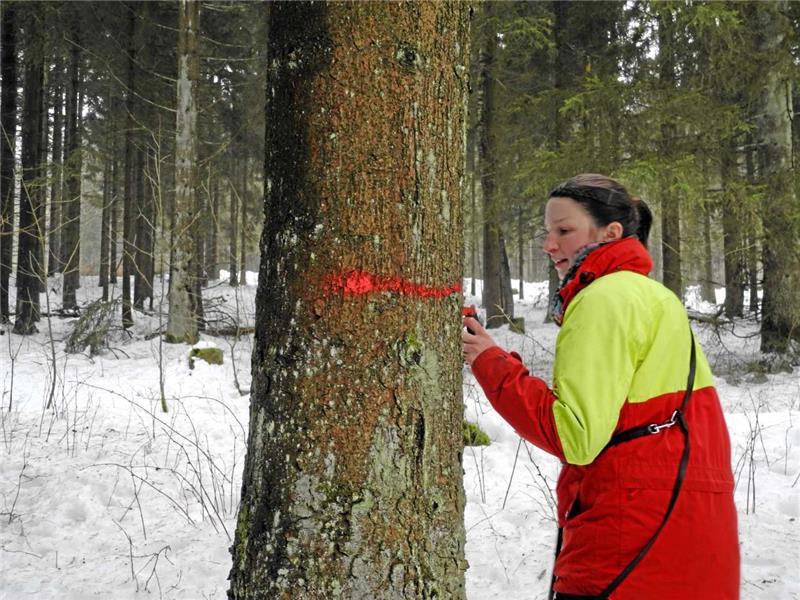 Revierleiterin von Wildemann, Lara Laubner, markiert einen Baum, der demnächst gefällt werden soll.  Foto: Pagenkemper