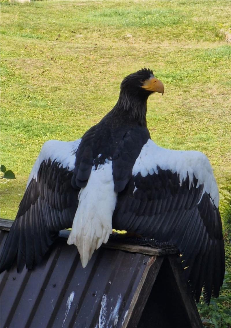 Riesenseeadlerdame "Alaska" ist vier Jahre alt. Am Samstag kam sie am "Harzfalkenhof" in Bad Sachsa an, bereits am Sonntag flog sie davon. Am Mittwoch konnte der Vogel schließlich wieder eingefangen werden.