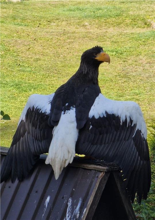 Riesenseeadlerdame "Alaska" ist vier Jahre alt. Am Samstag kam sie am "Harzfalkenhof" in Bad Sachsa an, bereits am Sonntag flog sie davon. Am Mittwoch konnte der Vogel schließlich wieder eingefangen werden.