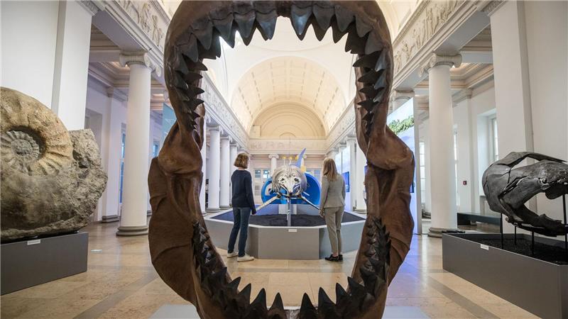 Doch kein Moppelchen: Urzeit-Hai war überraschend schlank Riesig war der Megalodon mit gut 24 Metern Länge wahrscheinlich durchaus. (Archivbild)