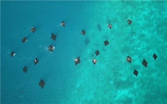 Riffmantas im Meer vor dem Inselparadies Raja Ampat. Rund um das abgelegene Archipel im Indopazifik haben Riffmantas ihr Paradies gefunden.
