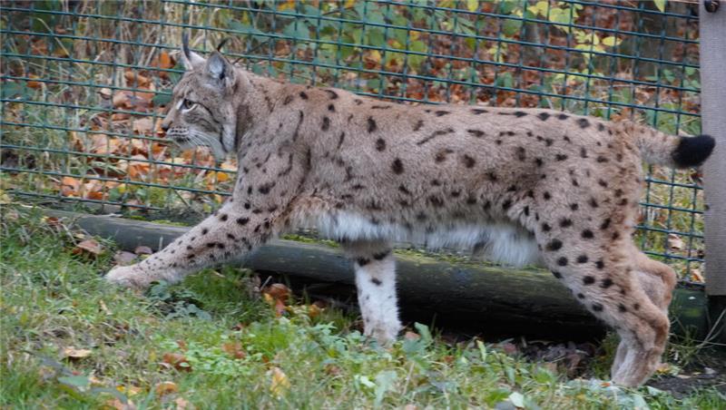 Rikki aus Kiew soll an den Rabenklippen ihr Liebesglück finden Rikki erkundet ihr neues Zuhause.