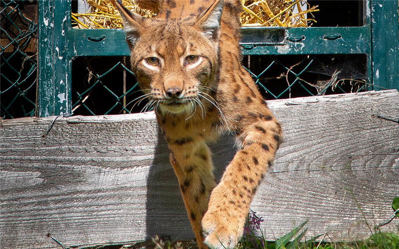 Rikkis künftiger Zuchtpartner aus der Schweiz wartet seit August im Rabenklippengehege auf sie.