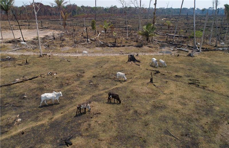 Abholzung im Amazonasgebiet droht auf Rekordwert zu steigen Rinder grasen auf einem verbrannten und abgeholzten Feld nahe Canutama in Brasilien.
