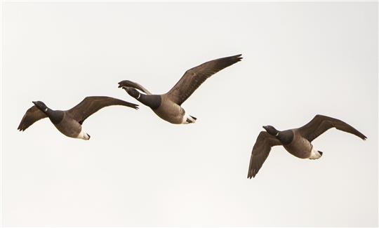Ringelgänse fliegen über die Hallig Hooge. Nicht alle Zugvögel weichen Offshore-Windanlagen aus (Symbolfoto).