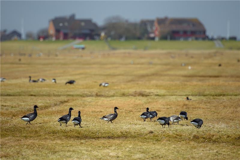Ringelgänse laufen auf Hallig Hooge über eine Wiese vor einer Warft.