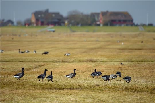Ringelgänse laufen auf Hallig Hooge über eine Wiese vor einer Warft.