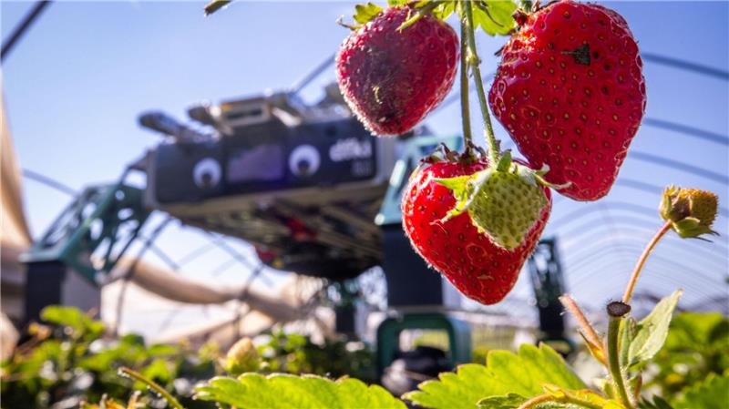 Roboter SHIVAA im Erdbeer-Einsatz.