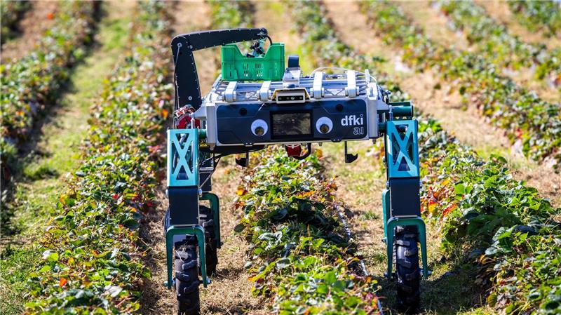 Roboter SHIVAA sucht nach reifen Früchten.
