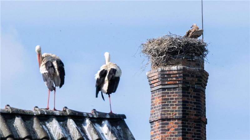 Rollenwechsel auf dem Dach – während die Störche draußen stehen, sitzt ein Gänsegeier im Nest