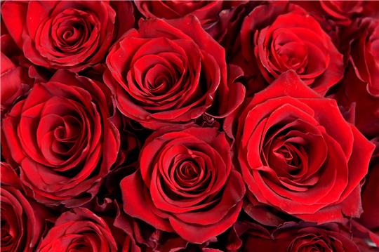 Rosen werden am Valentinstag in einem Blumenladen in Sydney angeboten. Foto: dpa