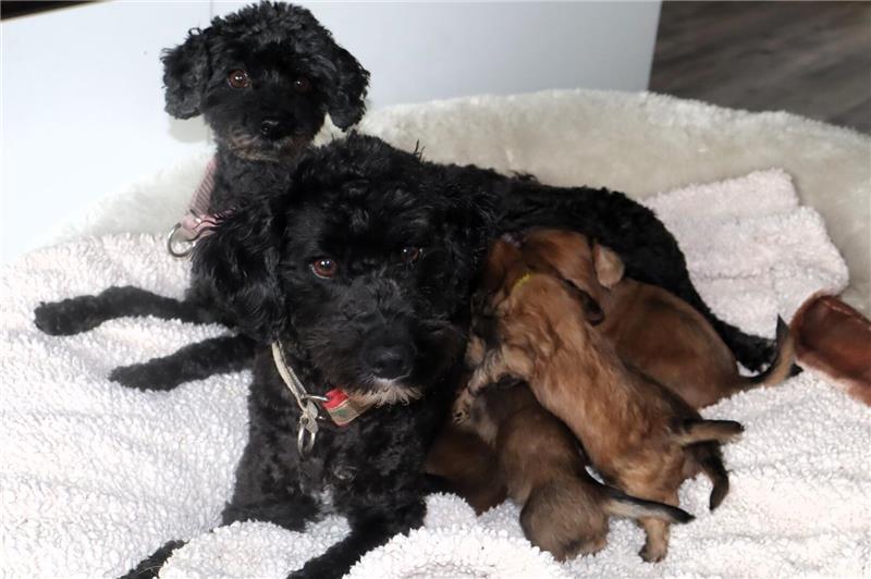 Zwei Hunde mit Welpen 