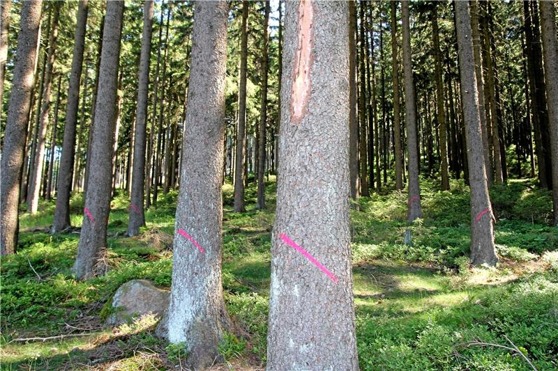 Rot markiert: Die Bäume, die gefällt werden sollen, sind gekennzeichnet.  Foto: Eggers