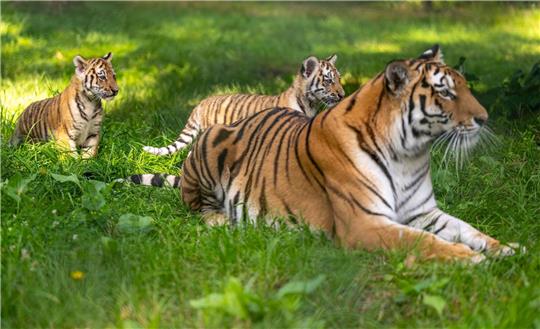 Rot-schwarz gestreift? Für viele Beutetiere erscheint der Tiger grün. Foto: dpa/Schulze