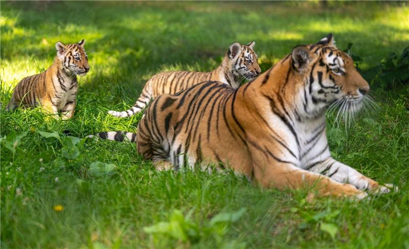 Erstmals Nachwuchs bei Sibirischen Tigern im Serengeti-Park Rot-schwarz gestreift? Für viele Beutetiere erscheint der Tiger grün. Foto: dpa/Schulze
