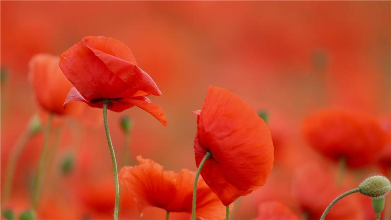 Rote Pracht: Mohn blüht in einem Feld