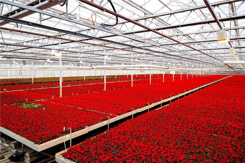 Rote Weihnachtssterne wachsen im Gewächshaus eines Gartenbaubetriebes.