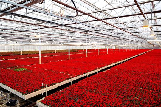 Rote Weihnachtssterne wachsen im Gewächshaus eines Gartenbaubetriebes.