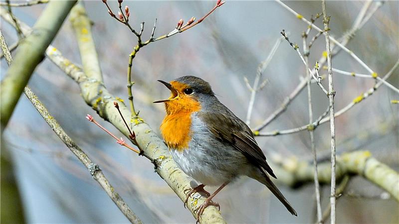 Rotkehlchen zwitschern noch vor dem Morgengrauen. (Archivbild)
