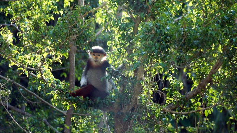 Umweltschützer feiern neuen Xesap-Nationalpark in Laos Rotschenklige Kleideraffen und andere ausgefallene Tierarten werden in Laos ab sofort besser geschützt. (Archivbild)