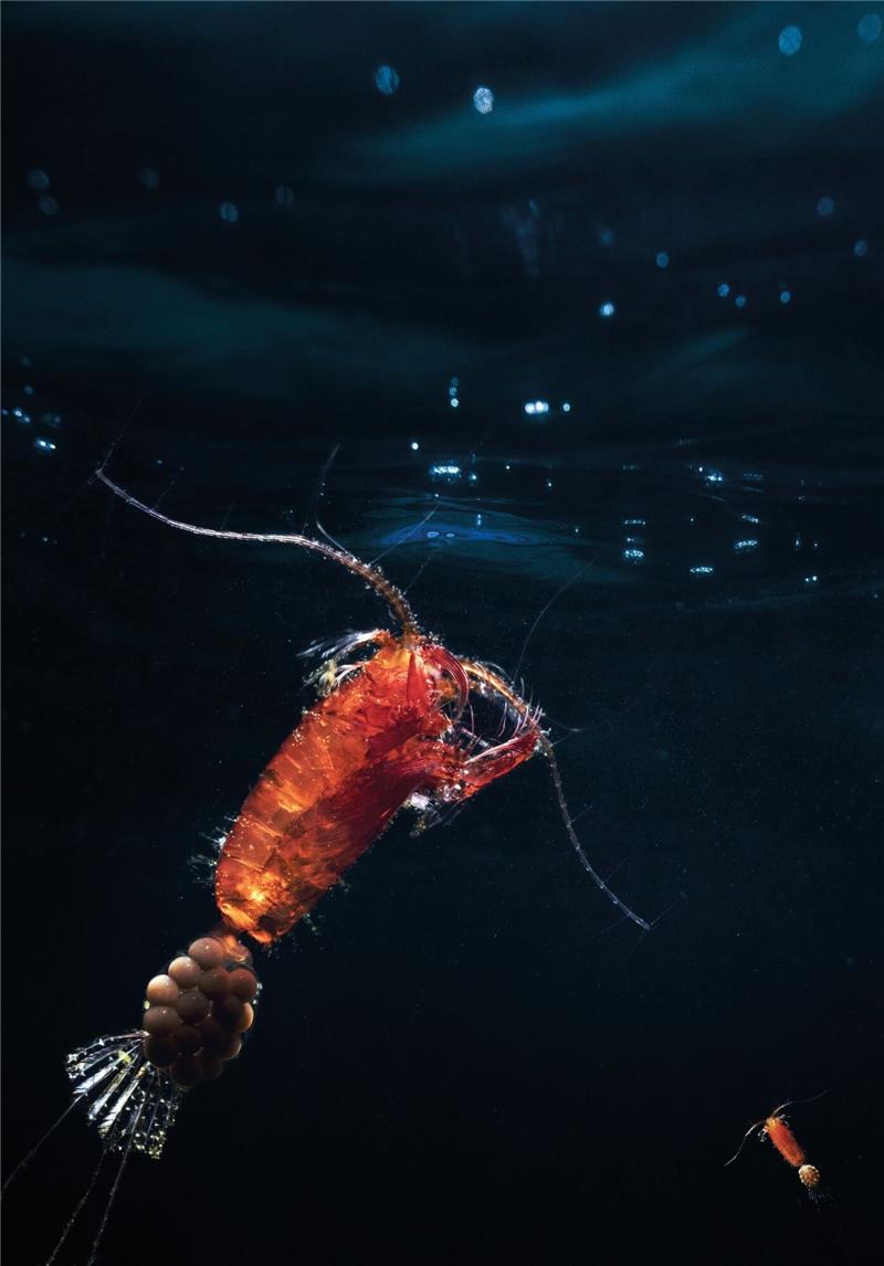 Ruderfußkrebse (Copepoda) bilden den größten Anteil des Zooplanktons. Hier ist ein eiertragendes Weibchen einer räuberisch lebenden Art zu sehen.