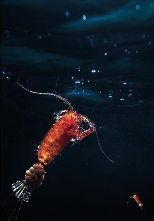 Ruderfußkrebse (Copepoda) bilden den größten Anteil des Zooplanktons. Hier ist ein eiertragendes Weibchen einer räuberisch lebenden Art zu sehen.