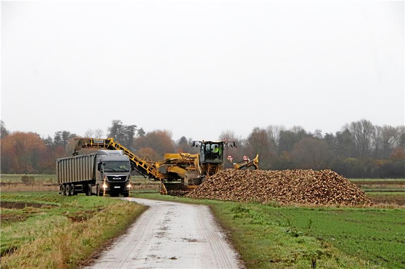 Rübenverladung bei Gielde: Wohl bis in den Februar hinein werden die Transporte mit den Feldfrüchten gen Schladen rollen. Foto: Gereke