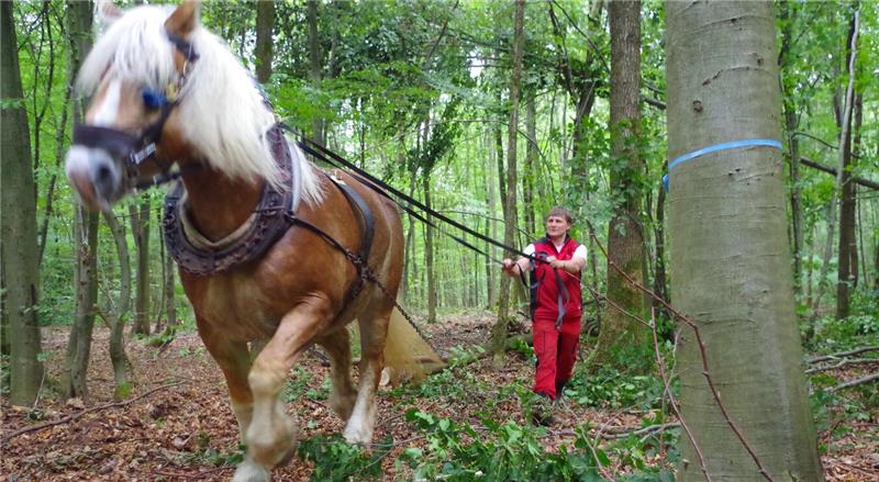 Altenau: Wie Kaltblüter bei der Walderneuerung helfen Rückepferde ziehen gefällte Baumstämme aus dem Wald.