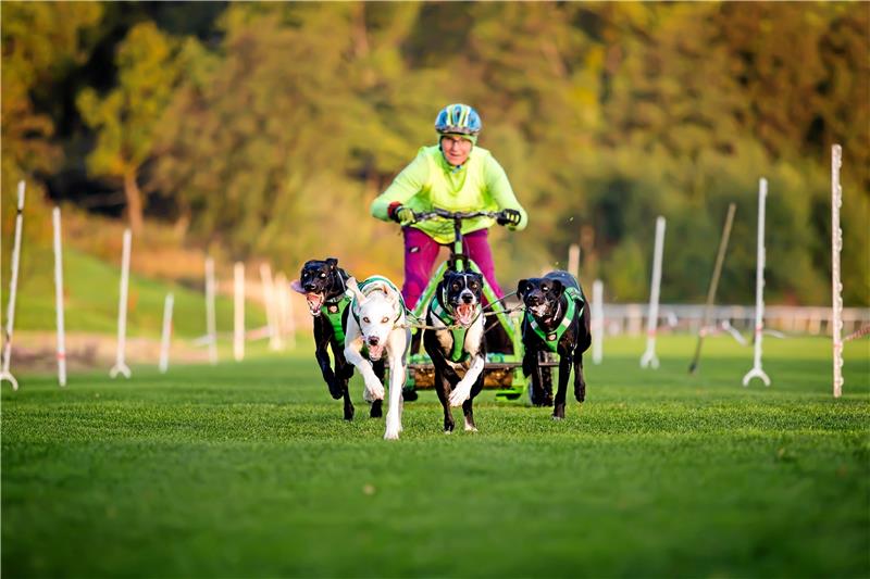 Das erwartet die Besucher beim Luchstrail in Bad Harzburg Rund 200 Teilnehmer – sogenannte Musher – gehen am Wochenende mit ihren Hundegespannen an den Start. Foto: Veranstalter