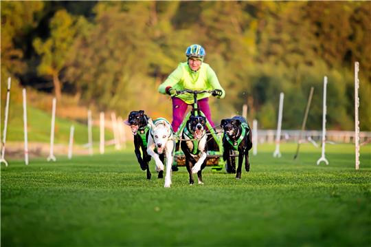 Rund 200 Teilnehmer – sogenannte Musher – gehen am Wochenende mit ihren Hundegespannen an den Start. Foto: Veranstalter