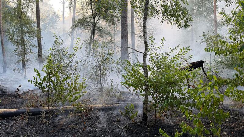 Rund 3.000 Quadratmeter Wald sind abgebrannt.