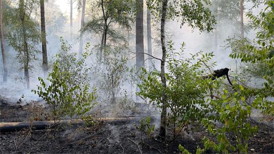 Rund 3.000 Quadratmeter Wald sind abgebrannt.