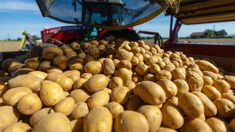 Rund 3,11 Millionen Tonnen Kartoffeln könnten fehlen. (Archivbild)