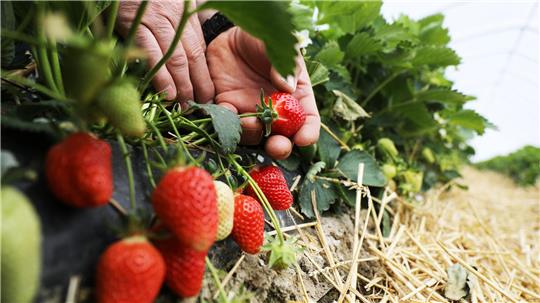 Rund 3,3 Kilo Erdbeeren essen die Menschen in Deutschland durchschnittlich im Jahr – jetzt läuft die Erntesaison in Deutschland an.
