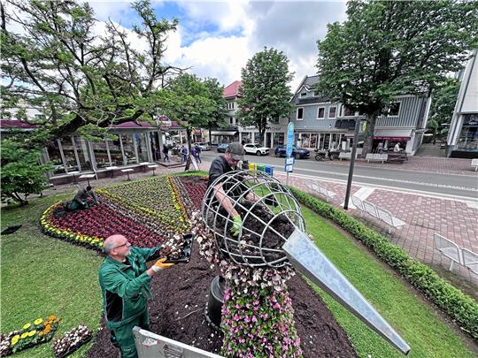 Rund 3500 Blumen sind nötig, um dem Pfau in der Stadtmitte ein sommerliches Federkleid zu verpassen.  Foto: Schlegel