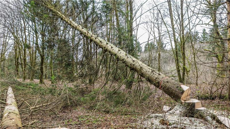 Eine angesägte Fichte fällt um.