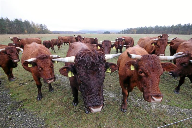 Rund 40 Rinder der Rasse Rotes Harzer Höhenvieh weiden in den Weiten des Naturschutzgebietes Appelhorn und sind als „Artenschützer“ im Einsatz. Foto: Gereke