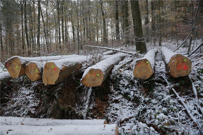 Holz vom Hohestein hält das Eis am Stiel Rund 60 Festmeter pro Hektar werden beim Bucheneinschlag geerntet. Foto: Niemann