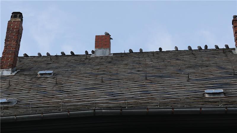 Rund 60 Tauben sitzen auf einem Hausdach an der Breiten Straße