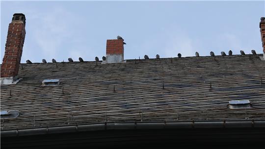 Rund 60 Tauben sitzen auf einem Hausdach an der Breiten Straße