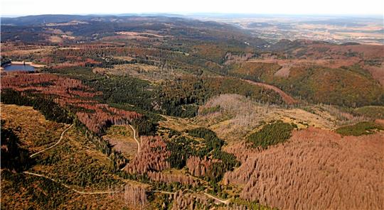 Rund 65 Prozent des Goslarer Fichtenbestandes sind mittlerweile laut Angaben der Stadtforst abgestorben.  Foto: Epping