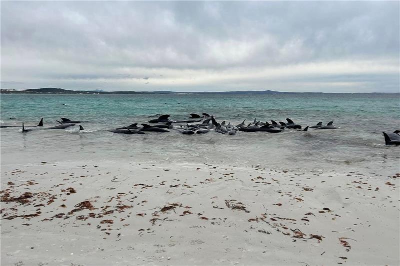 70 Grindwale in Westaustralien gestrandet Rund 70 Grindwale sind am Cheynes Beach in Westaustralien gestrandet.